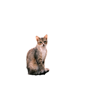 Charming Tabby Cat Sitting On A Stone Pavement In Bornova, İZmir, TüRkiye. 13864 - Cat PNG image with transparent background
